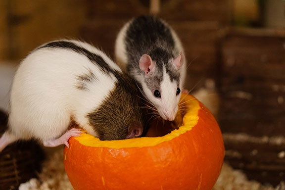 rat-eating-pumpkin
