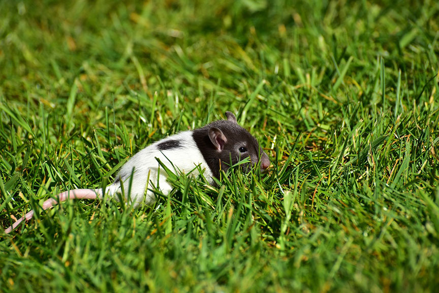 rat-in-grass