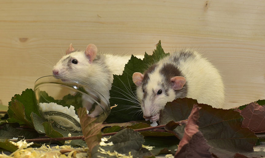 two-rats-eating-on-leaves