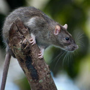 Rat-Perched