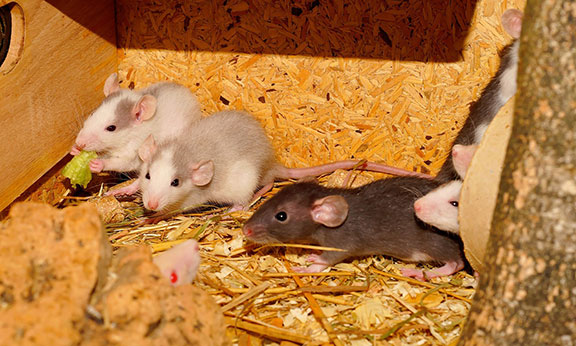 Steps to Prepare for a Rodent Control Service