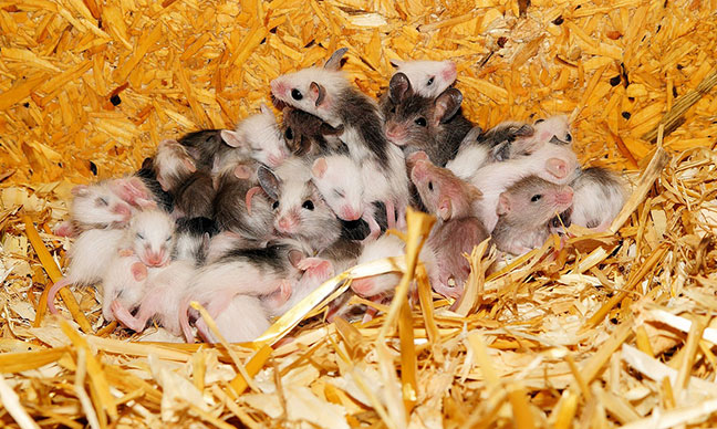 lots-of-baby-mice-in-hay