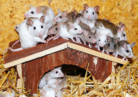 mice-top-of-roof-small-house