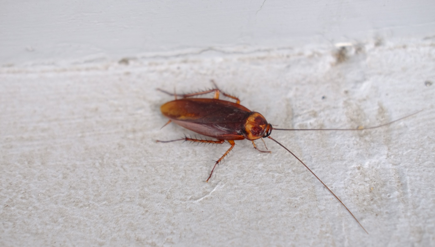 pest control services - roach season