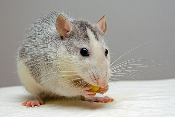 rat-eating-peanut