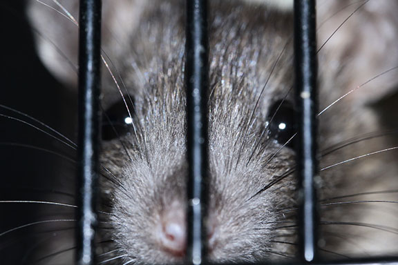 rat-in-cage