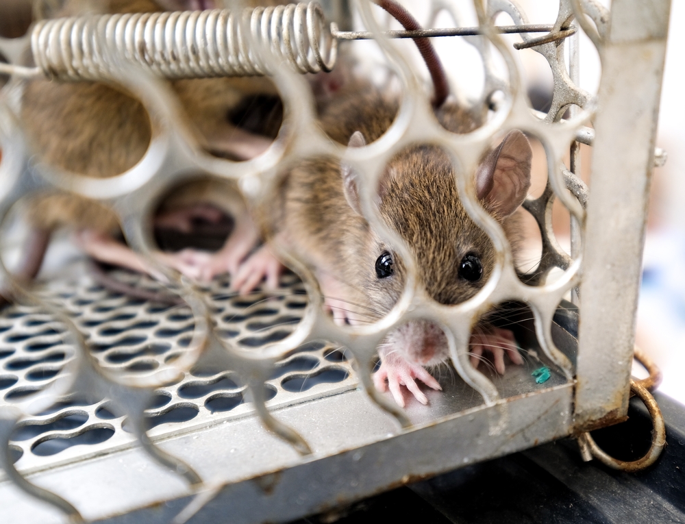 How Often Should You Rat Proof Your Commercial Business