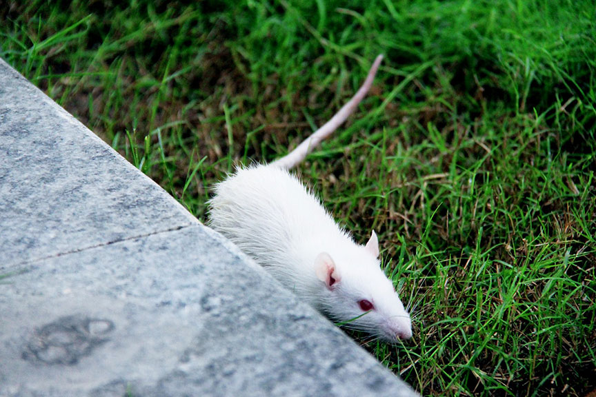 white-rat-on-grass