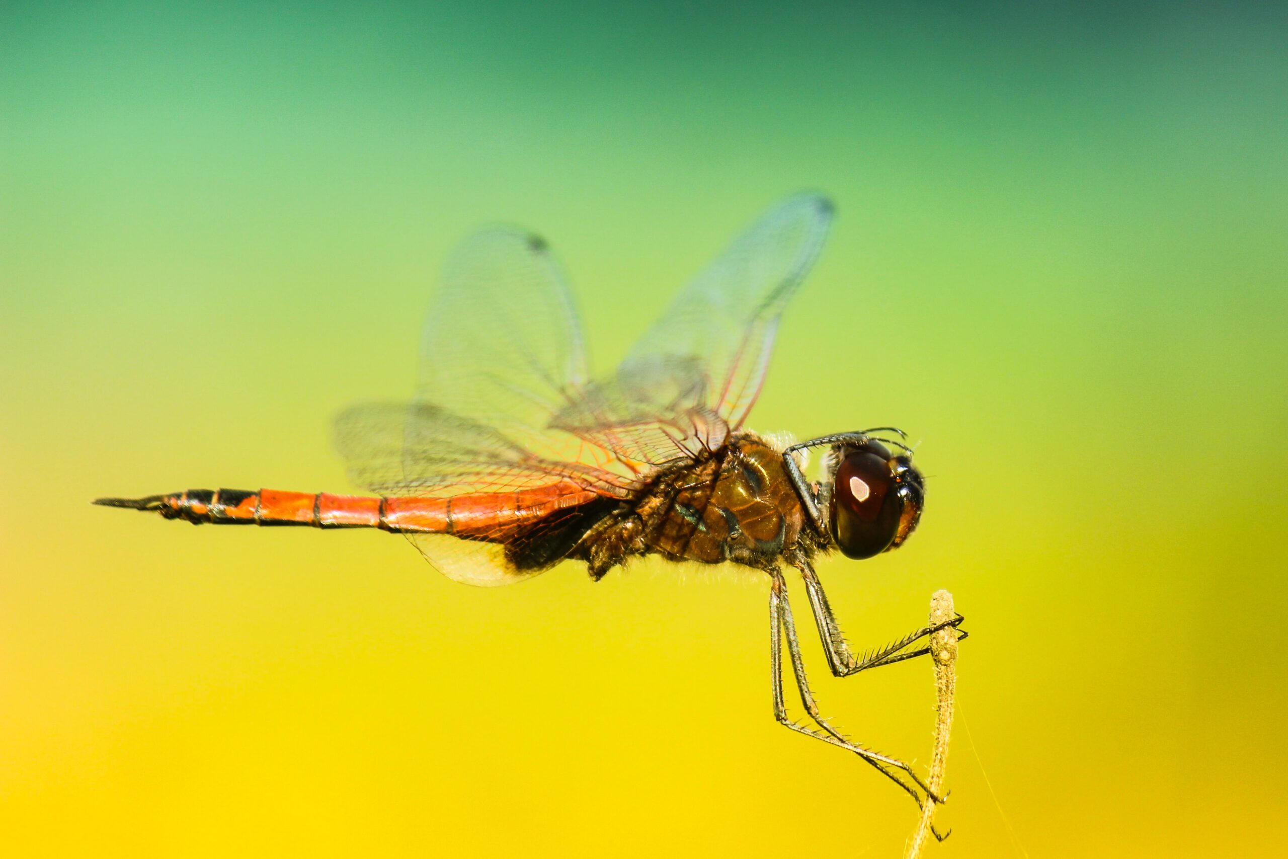 Buzz Off! How to Keep Mosquitoes Away