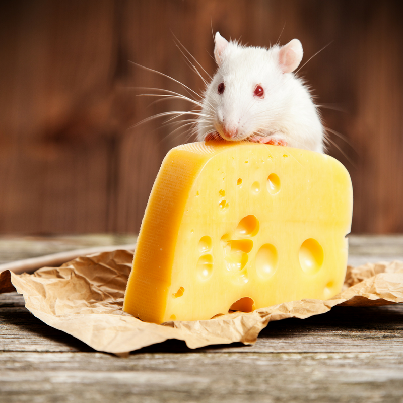 Myth-taken Identity: Do Rats and Mice Really Love Cheese?