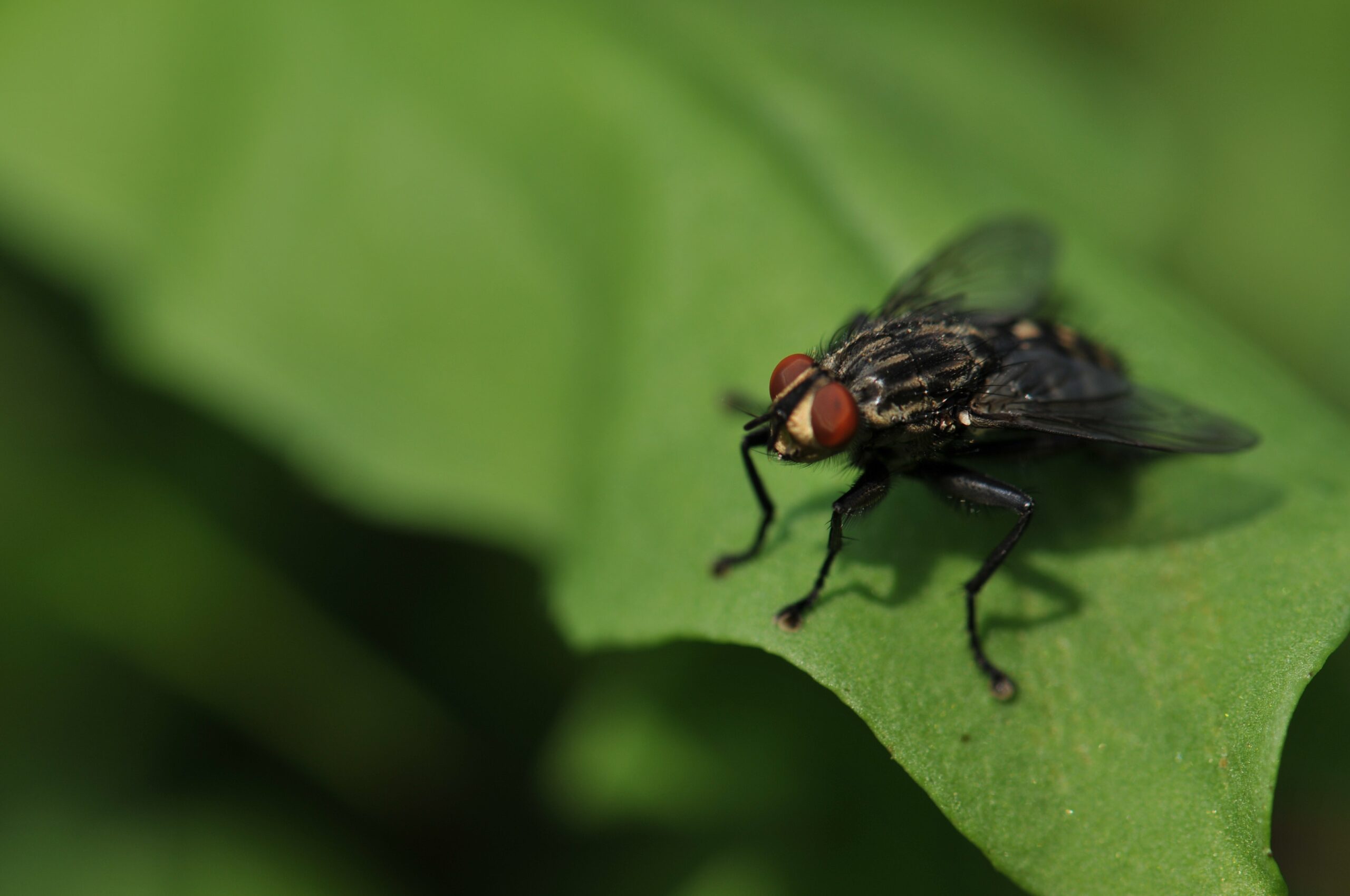 No Fly Zone – Dealing with House Flies