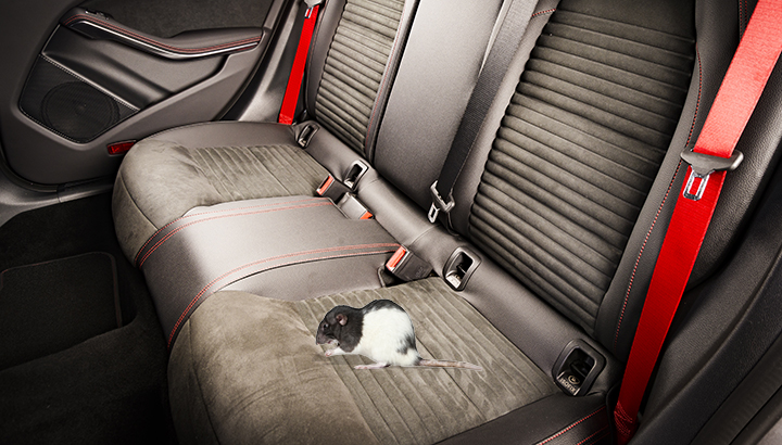 A Traveling Infestation – Mice in Your Car
