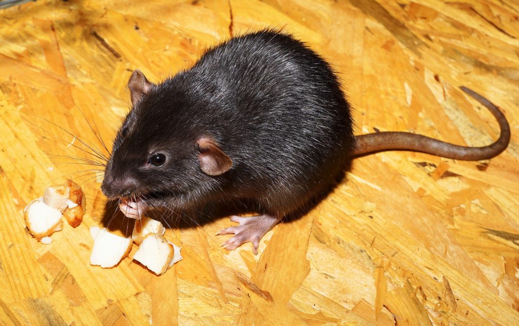 Rats Are Pests In Your New Home