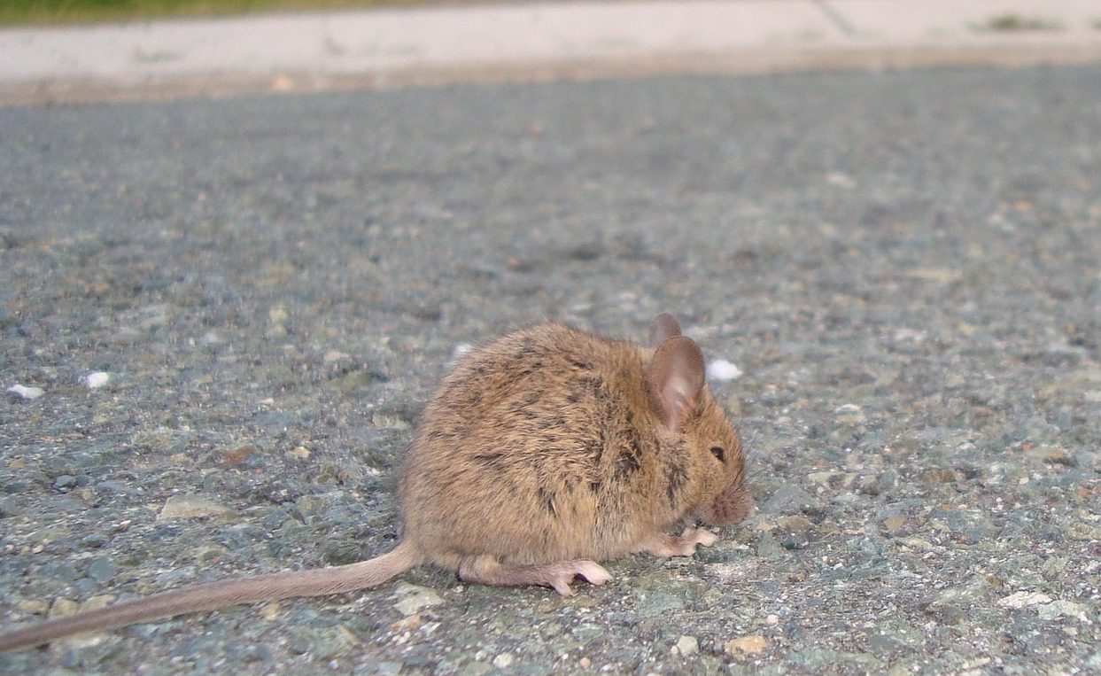 type of rat infestation cotton rat