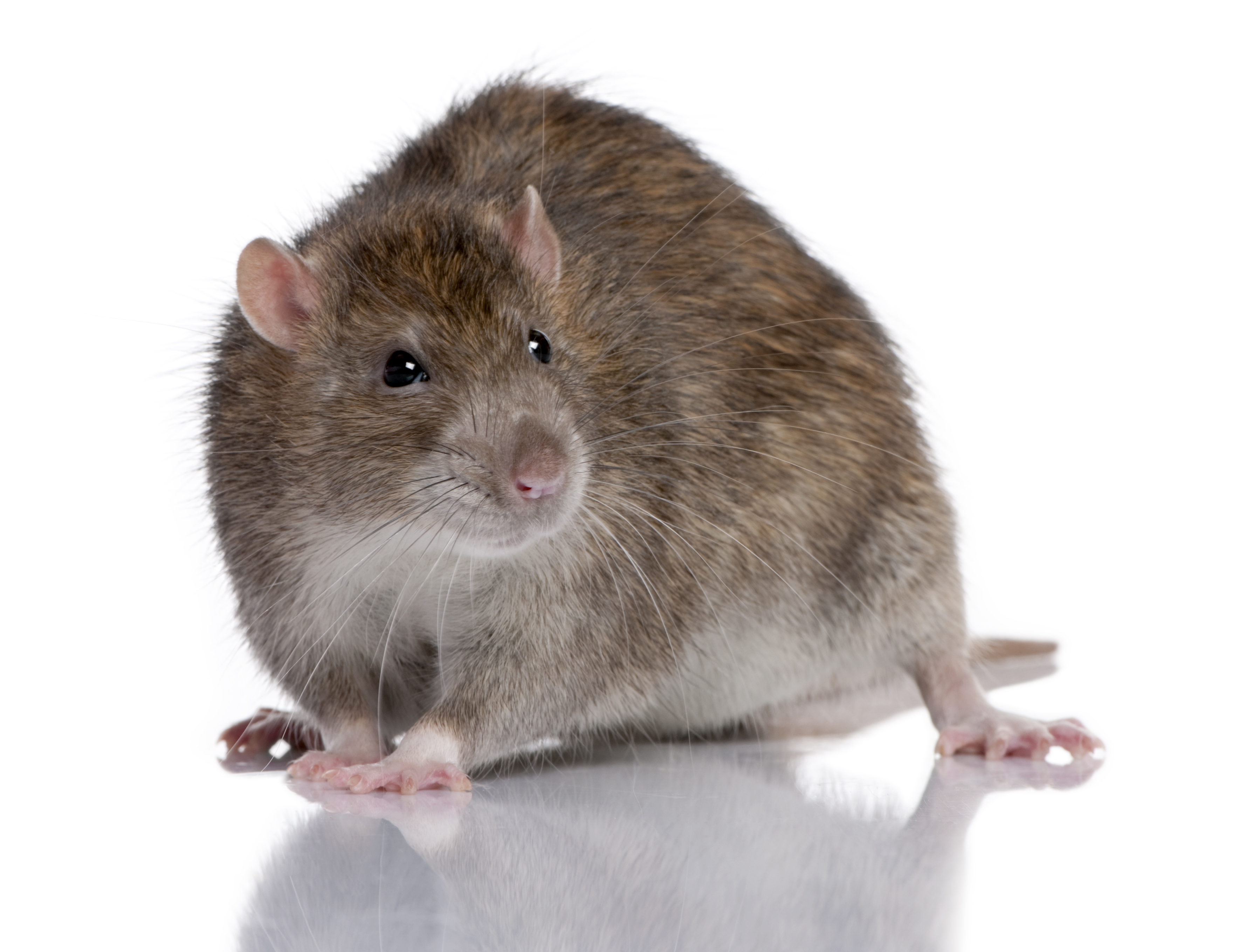 type of rat infestation norway rat