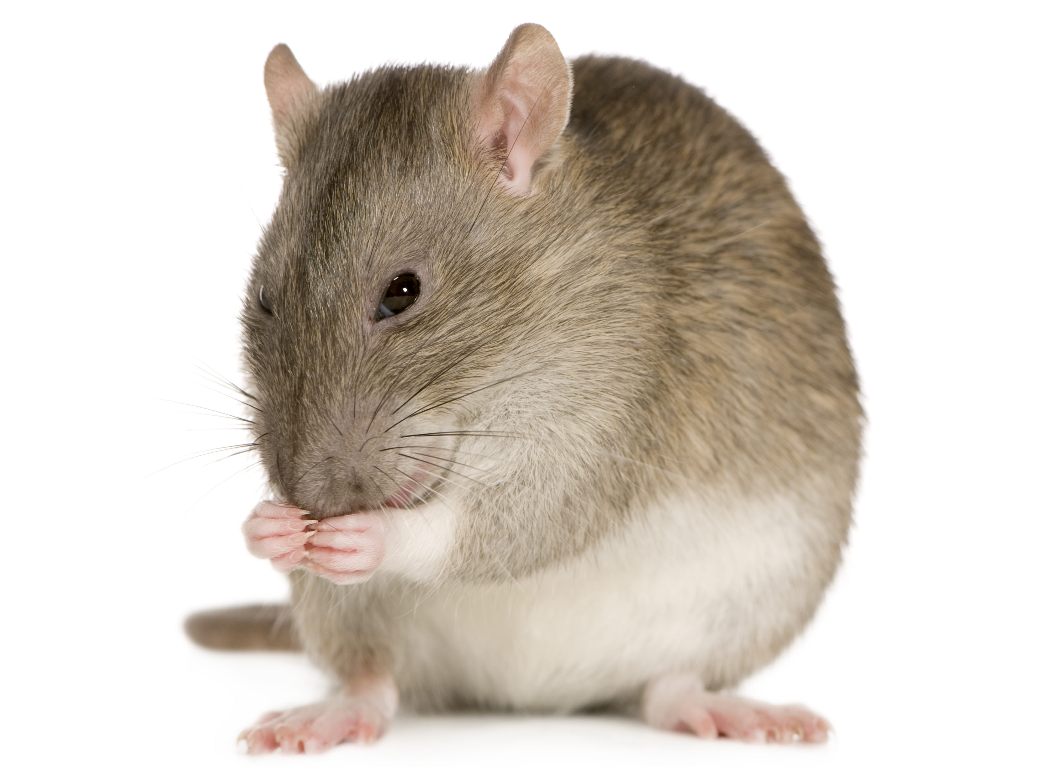 Rat health hazards
