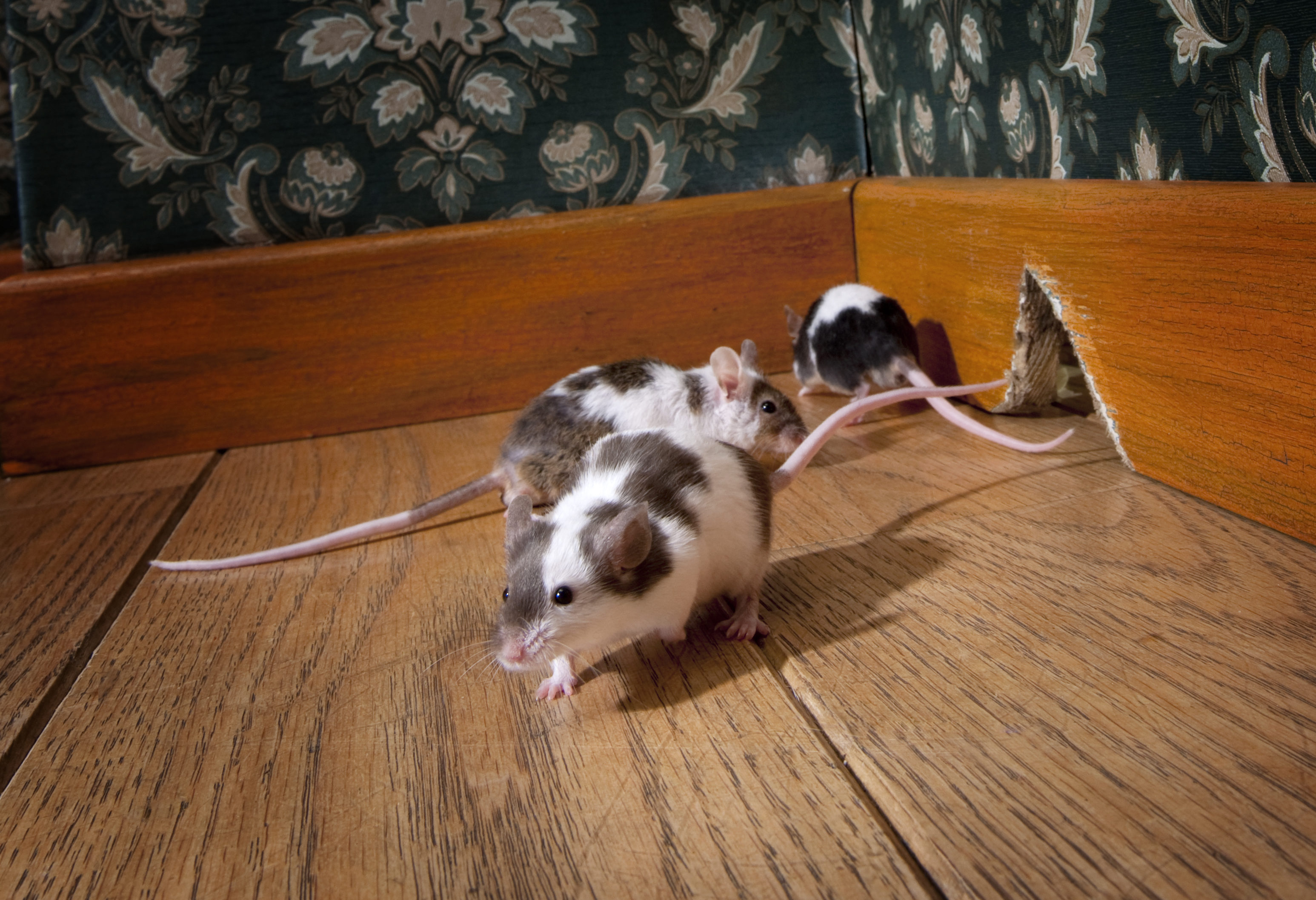 Five Signs You May Have an Autumn Rat Infestation