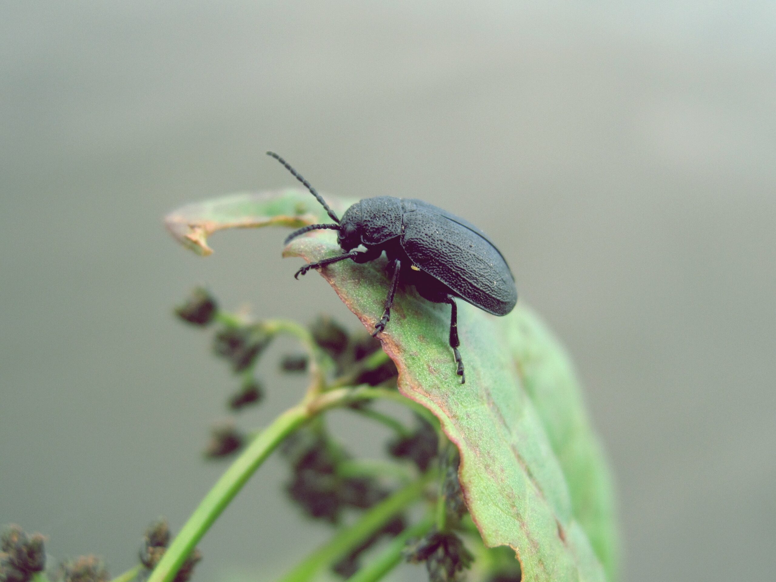 5 Best Camouflaged Insects