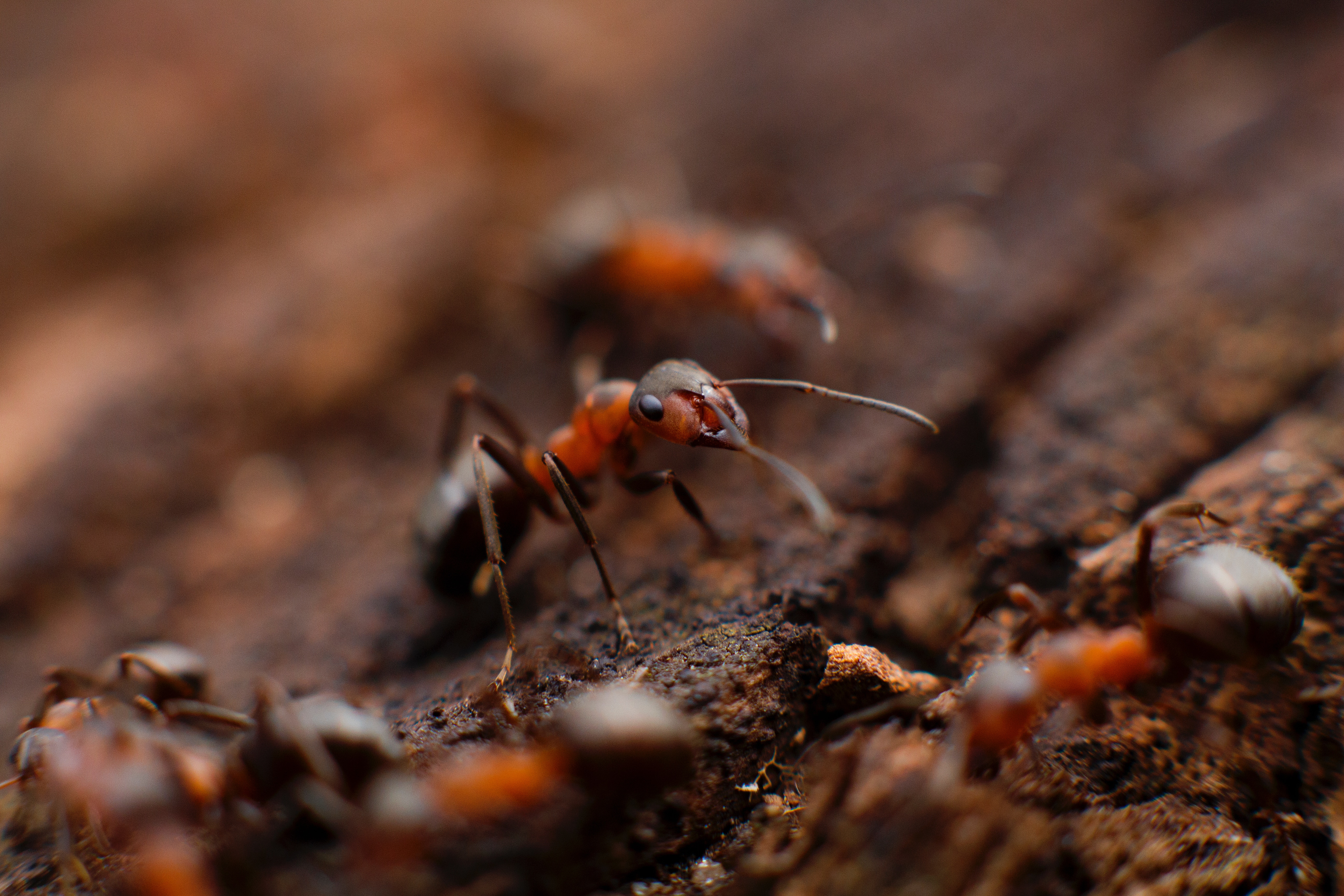Are Ants Dangerous to Humans?