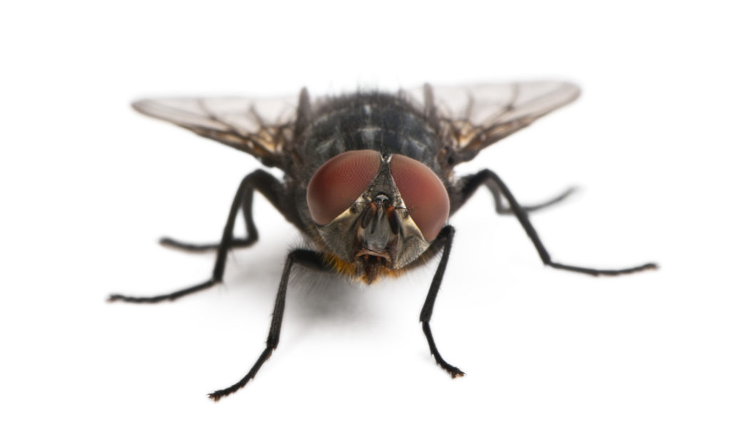 Tips to Prevent Houseflies From Invading Your Home - American Rat