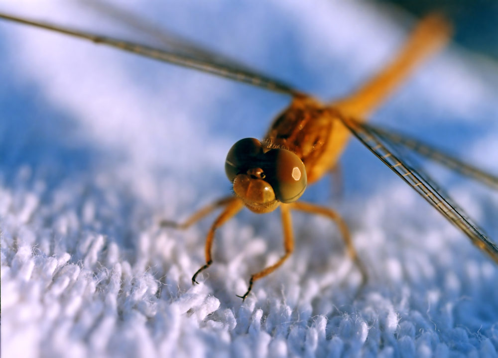 Insect Superpowers You Need to Know About
