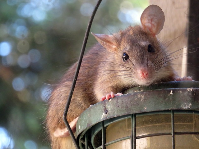 American Rat Control’s Pest Spotlight: Roof Rat