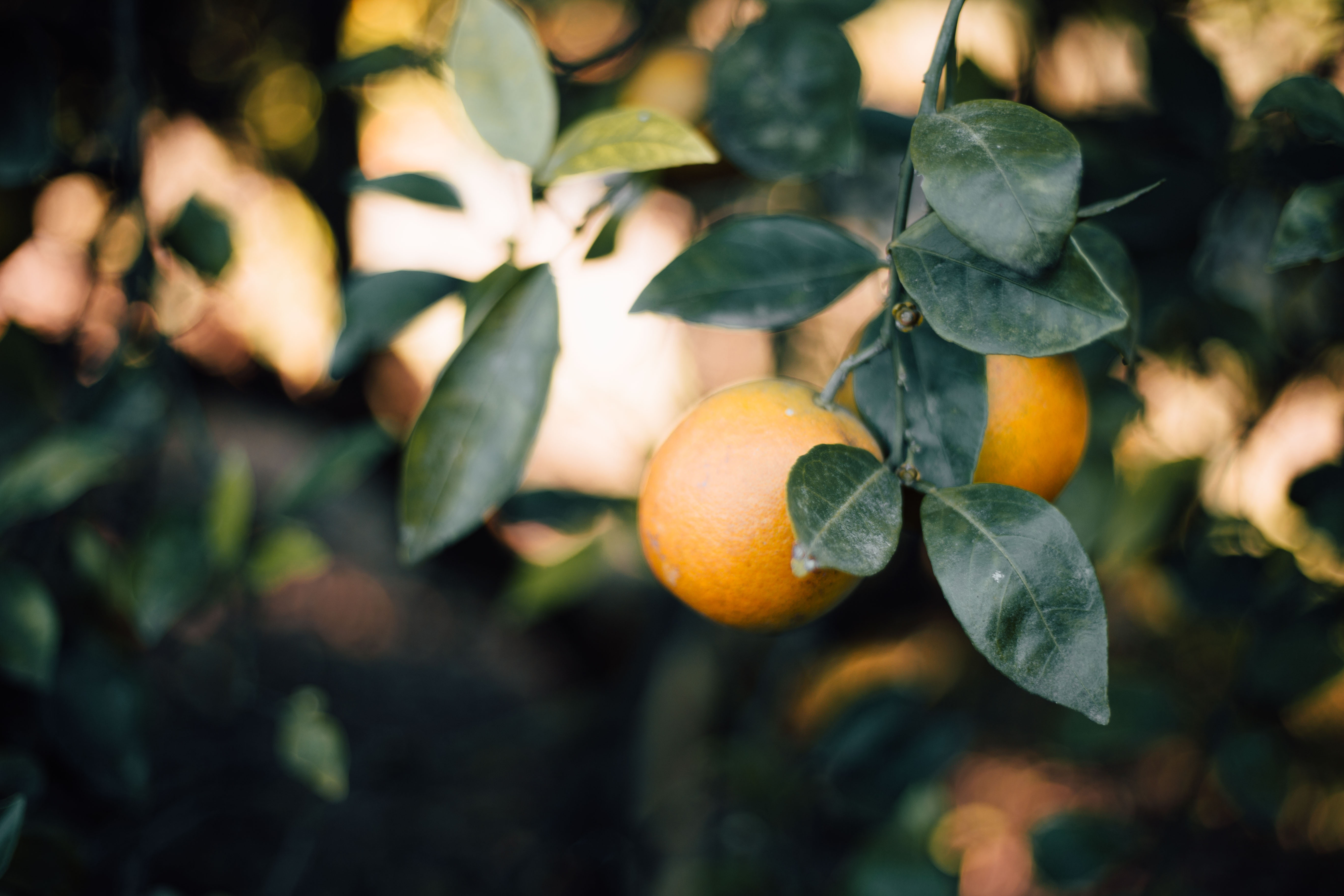 natural citrus still on tree