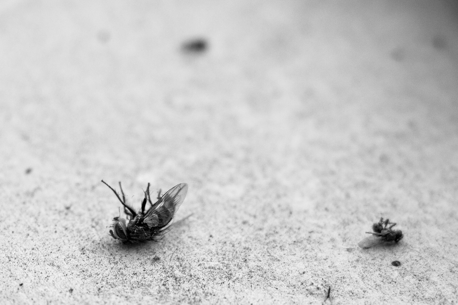 What’s The Difference Between Pest Control & Exterminators?
