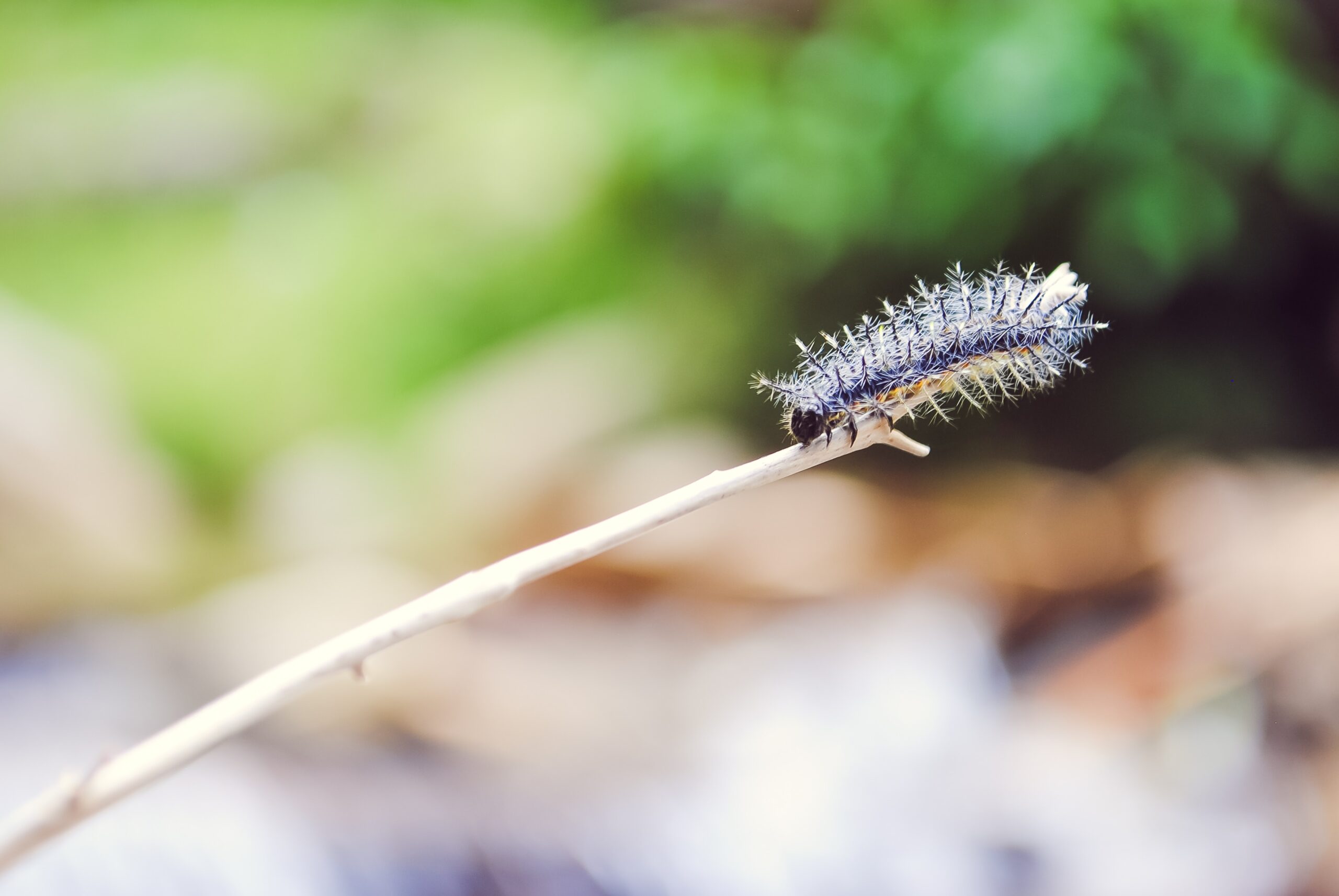 California Oakworm in Coastal California