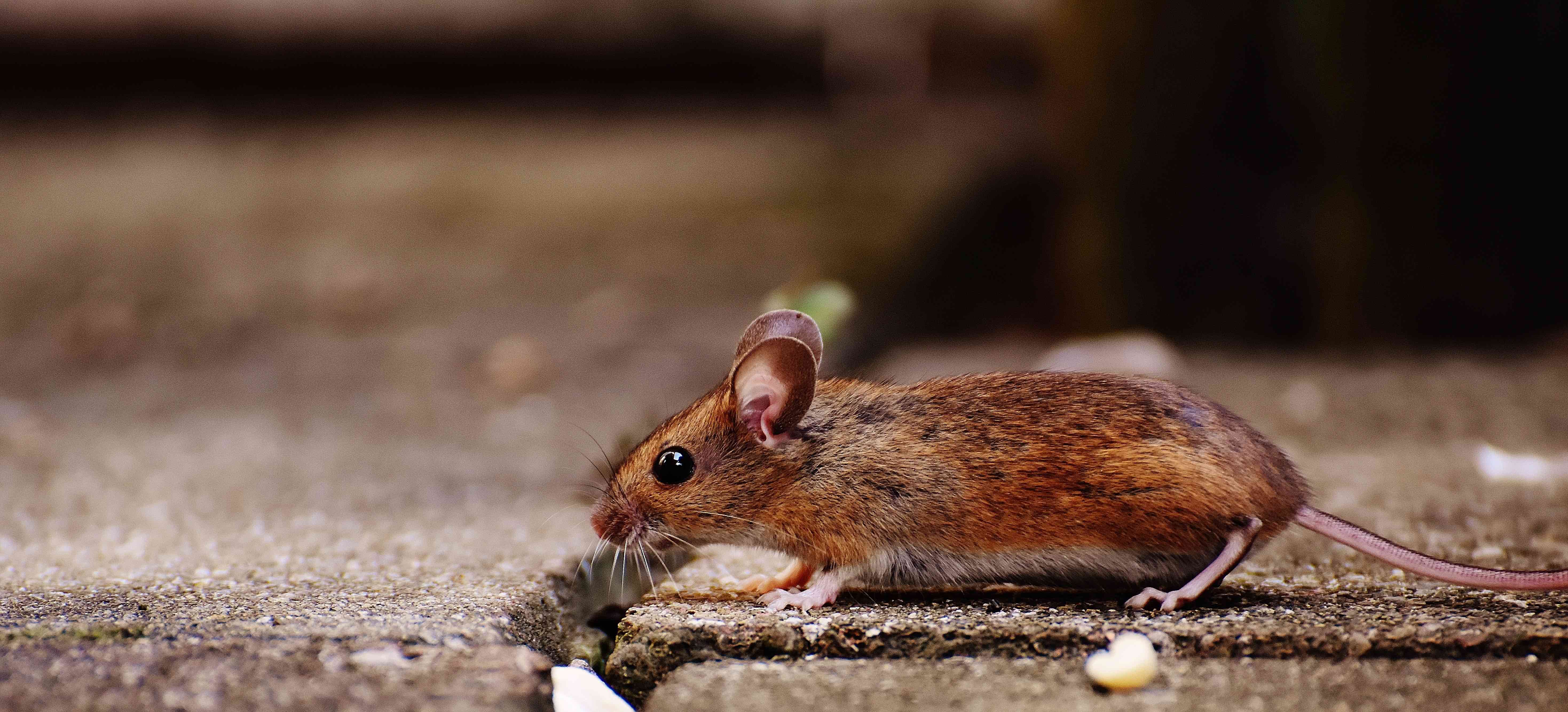 7 Easy Ways to Avoid Rat Infestation