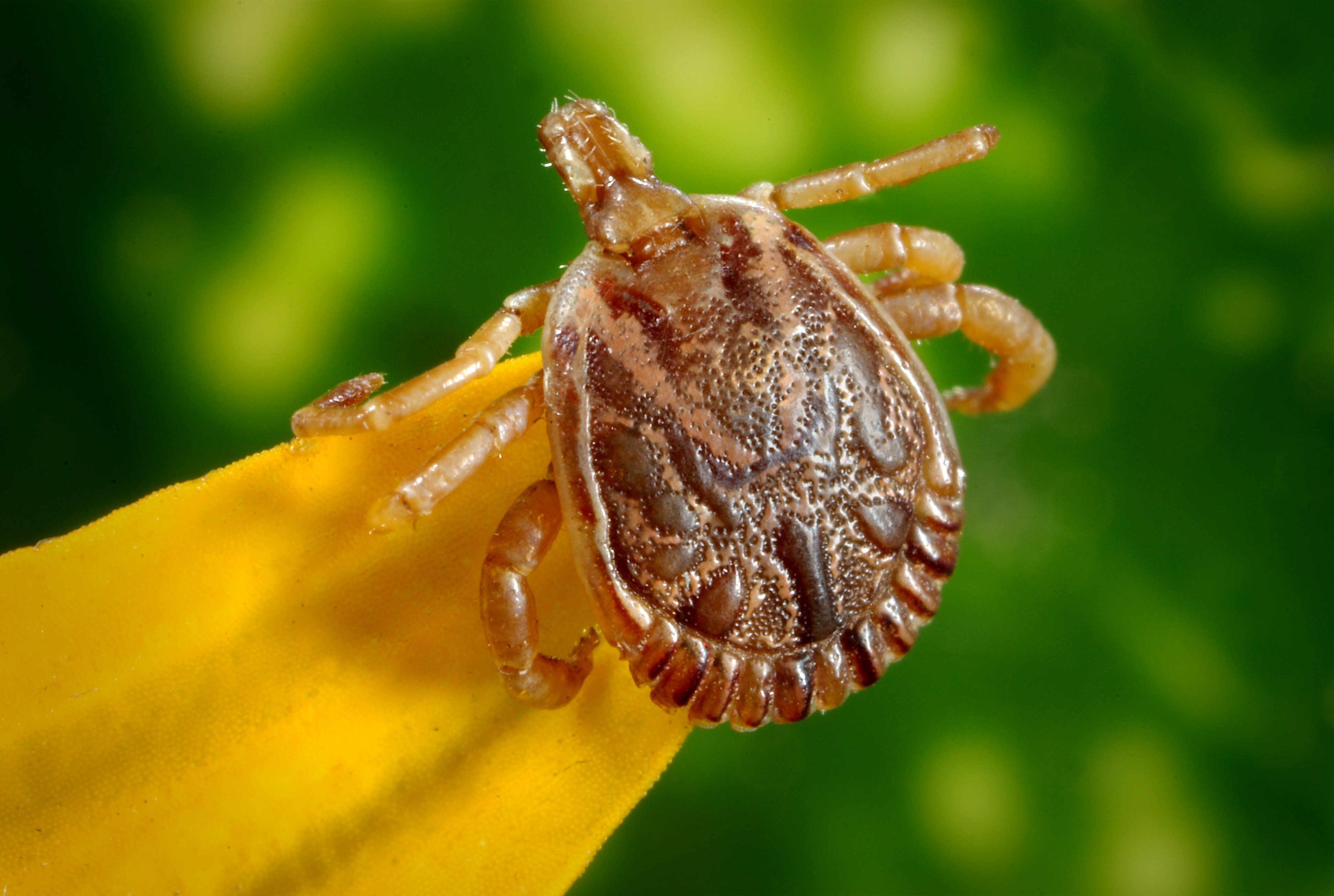 Tick Prevention – For Pet Owners and Beyond