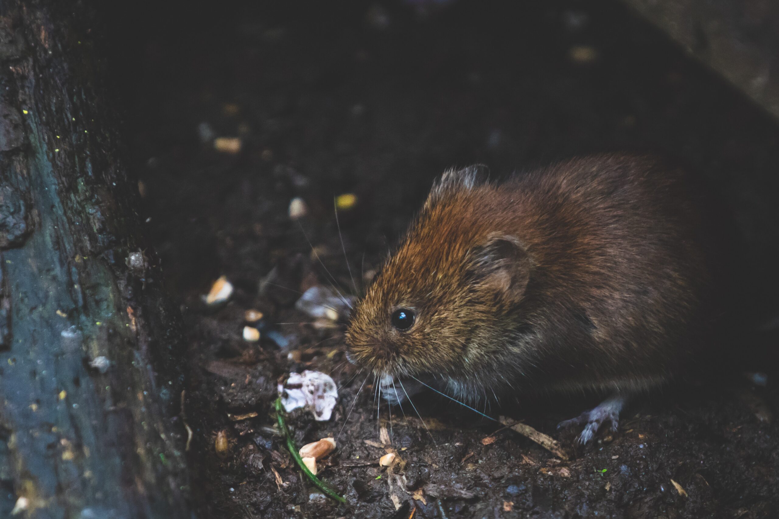 Rodent hidden in the attic.