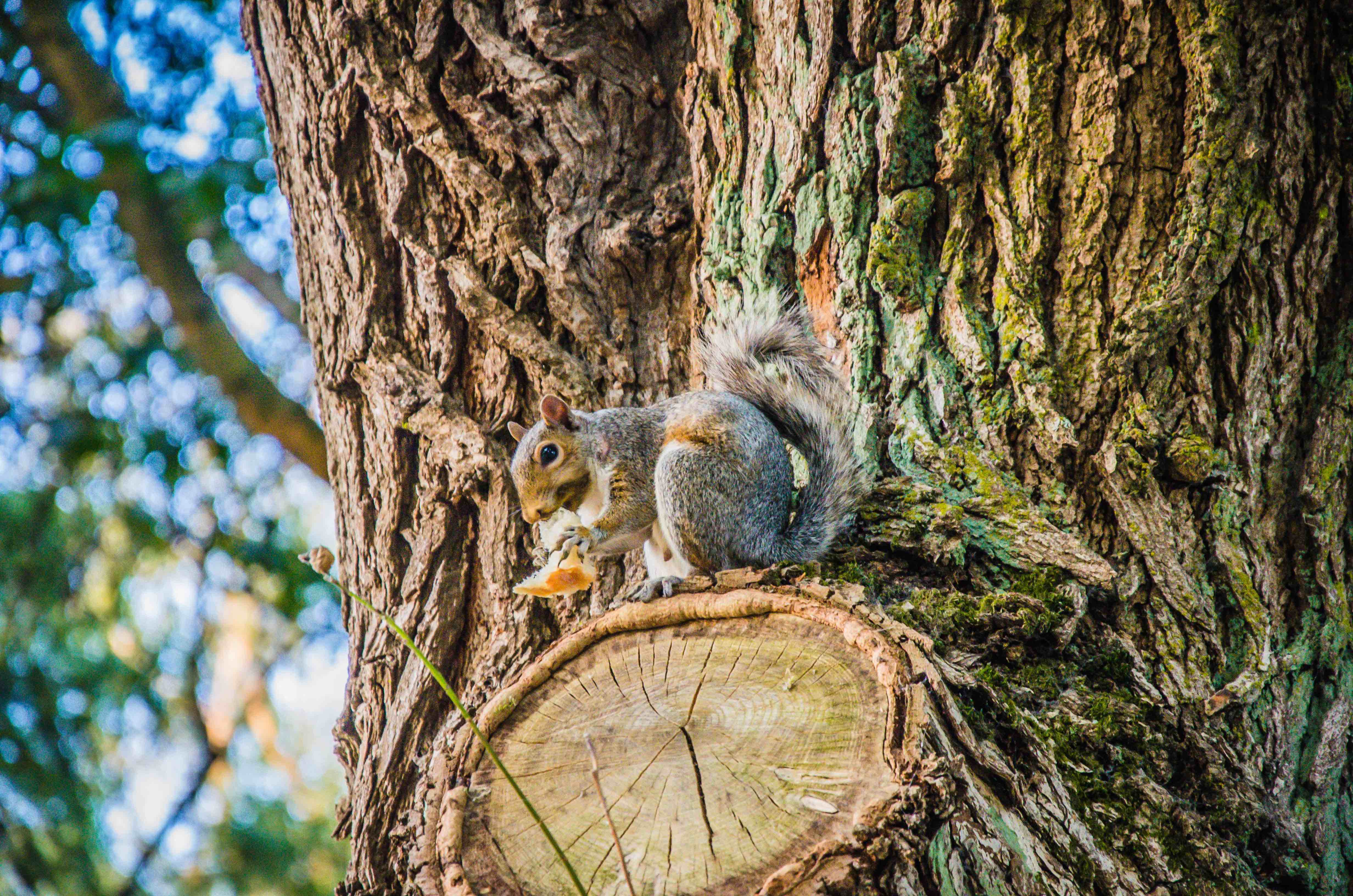 Squirrel in tree.