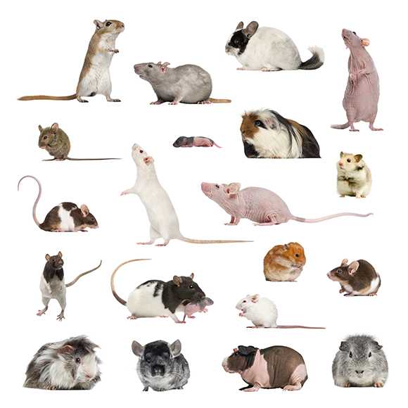 collection of rats and rodents