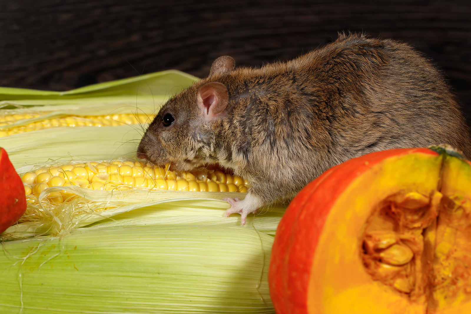 Close up of rat eating corn and pumpkin