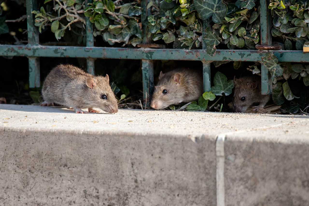 Mouse and Rat Prevention Tips for your Southern California Home