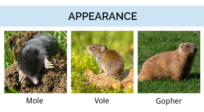 mole-vole-gopher-differences