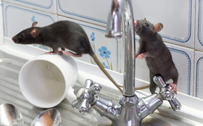 Early Warning Signs of a Rat Infestation: What Homeowners Should Know