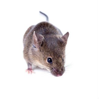 House Mouse for Rodent Control