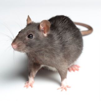 Norway Rat for Rodent Control