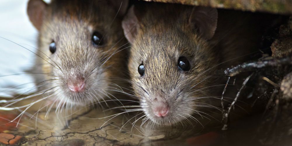 Pasadena Rat Control & Rat Exterminator