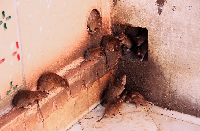 Health Risks of Rat Infestations