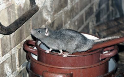 How to Get Rid of a Rat Infestation