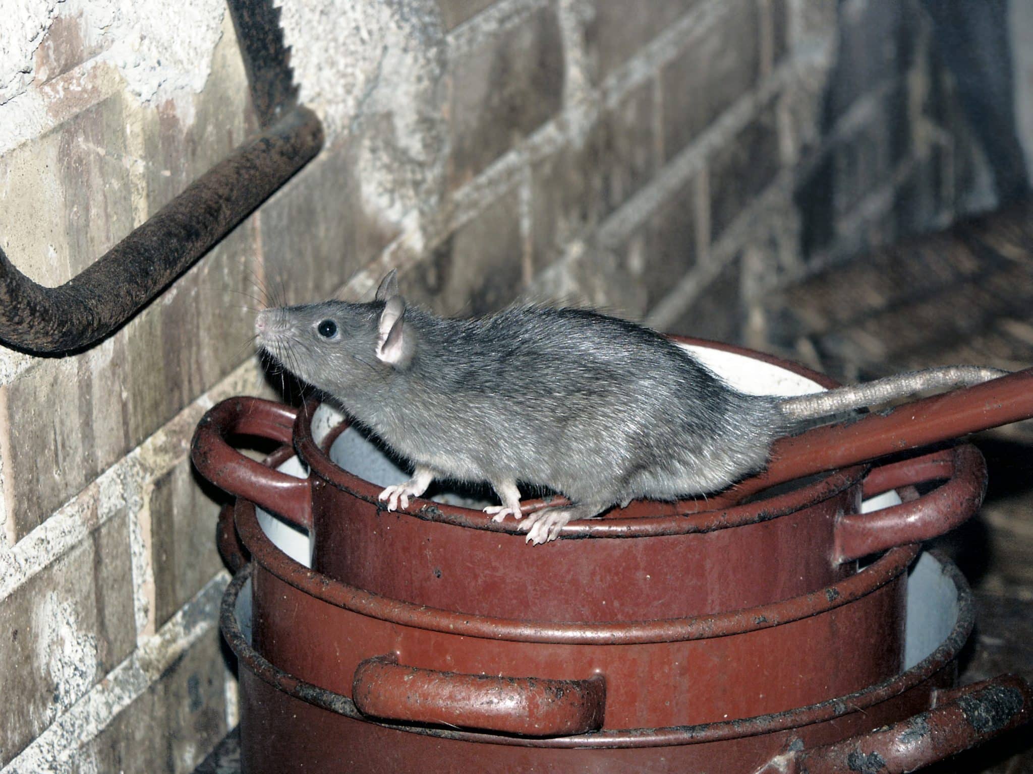 How to Get Rid of a Rat Infestation