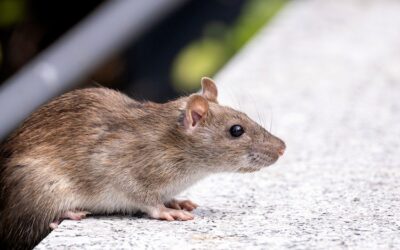 Natural and Eco-Friendly Approaches to Rat Control