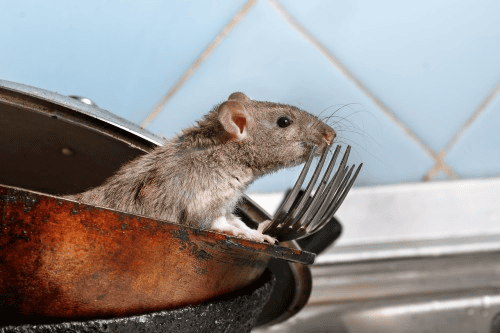 Rat control inside a residential kitchen counter