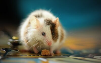 Natural and Non-Toxic Rat Control Methods for a Safe Home