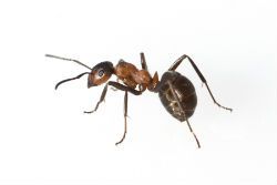 Ants in relation to insect pest control