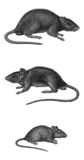 rodent chart showing the three species of rats in Los Angeles