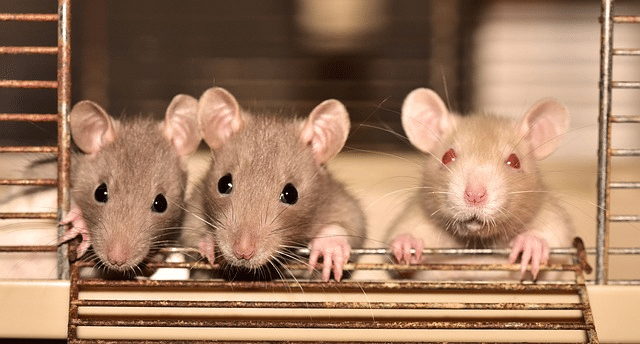 Three mice peeking from cage bars.